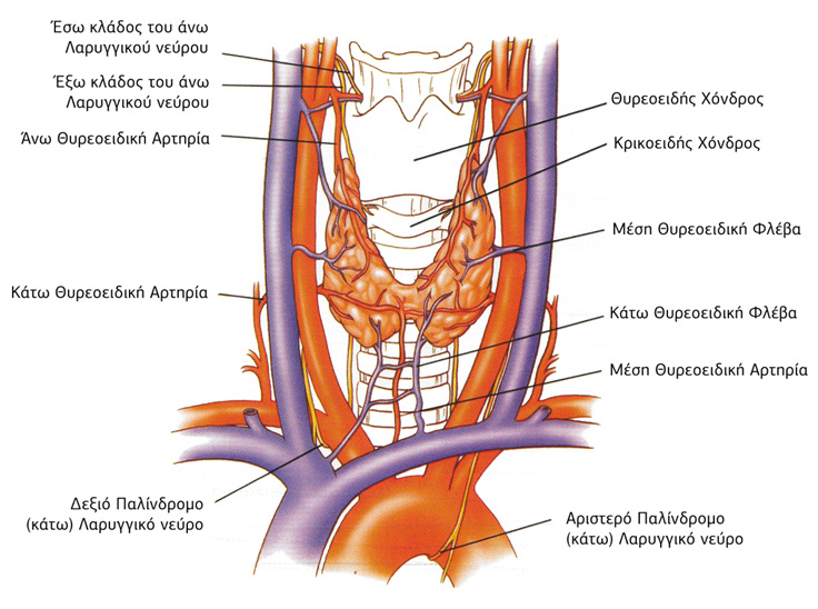 anatomia
