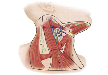 anatomia1